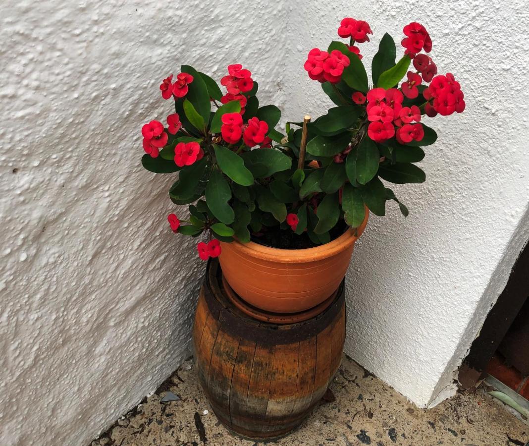 Bodeguita - Finca Tabaiba By Tor Icod De Los Vinos Eksteriør bilde